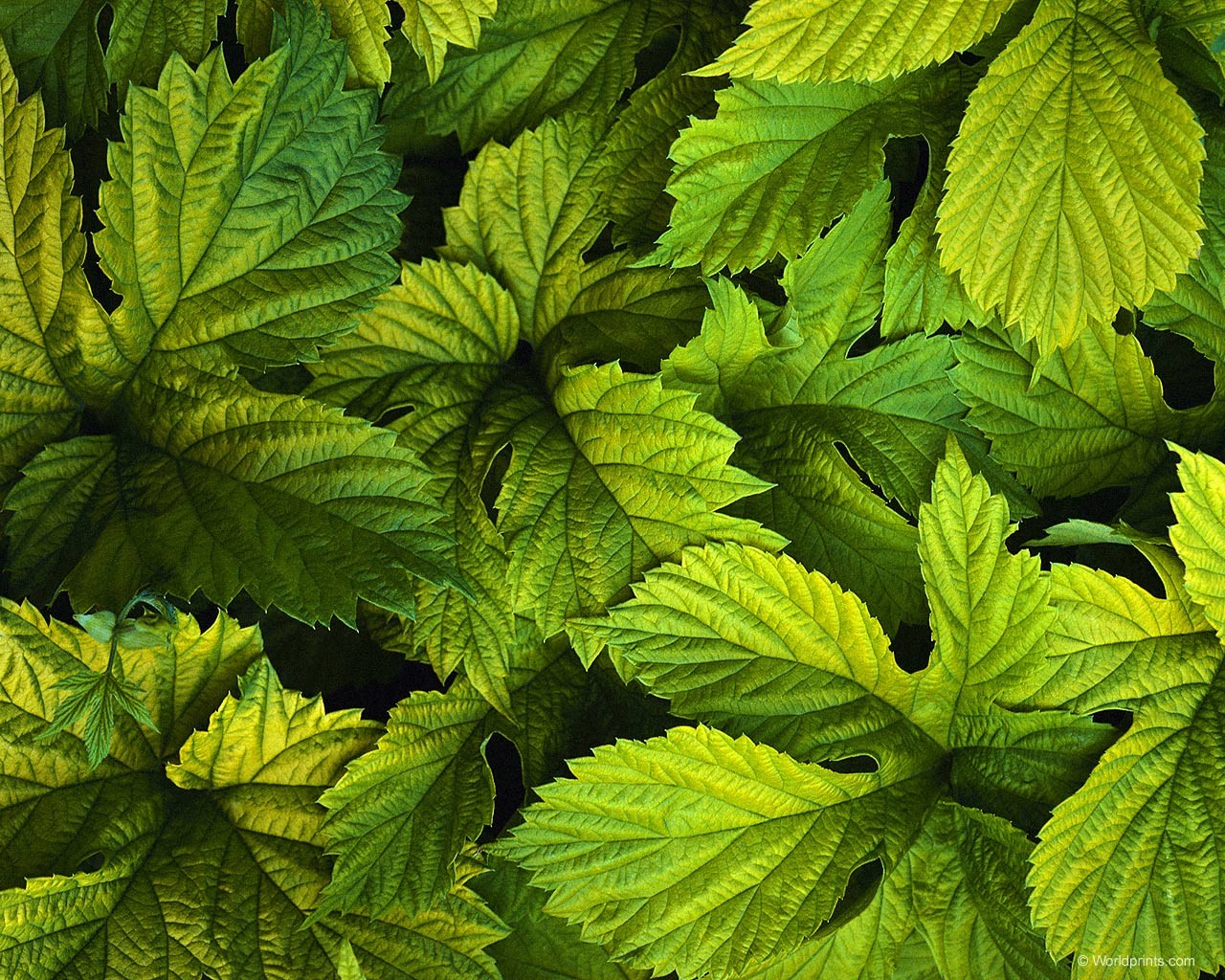 leaves green currant