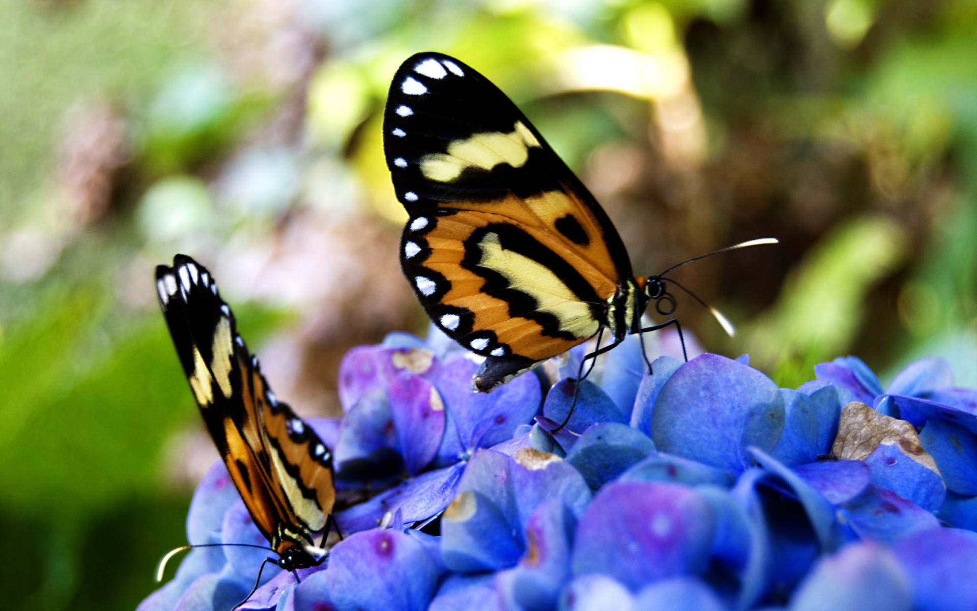 mariposas flores macro