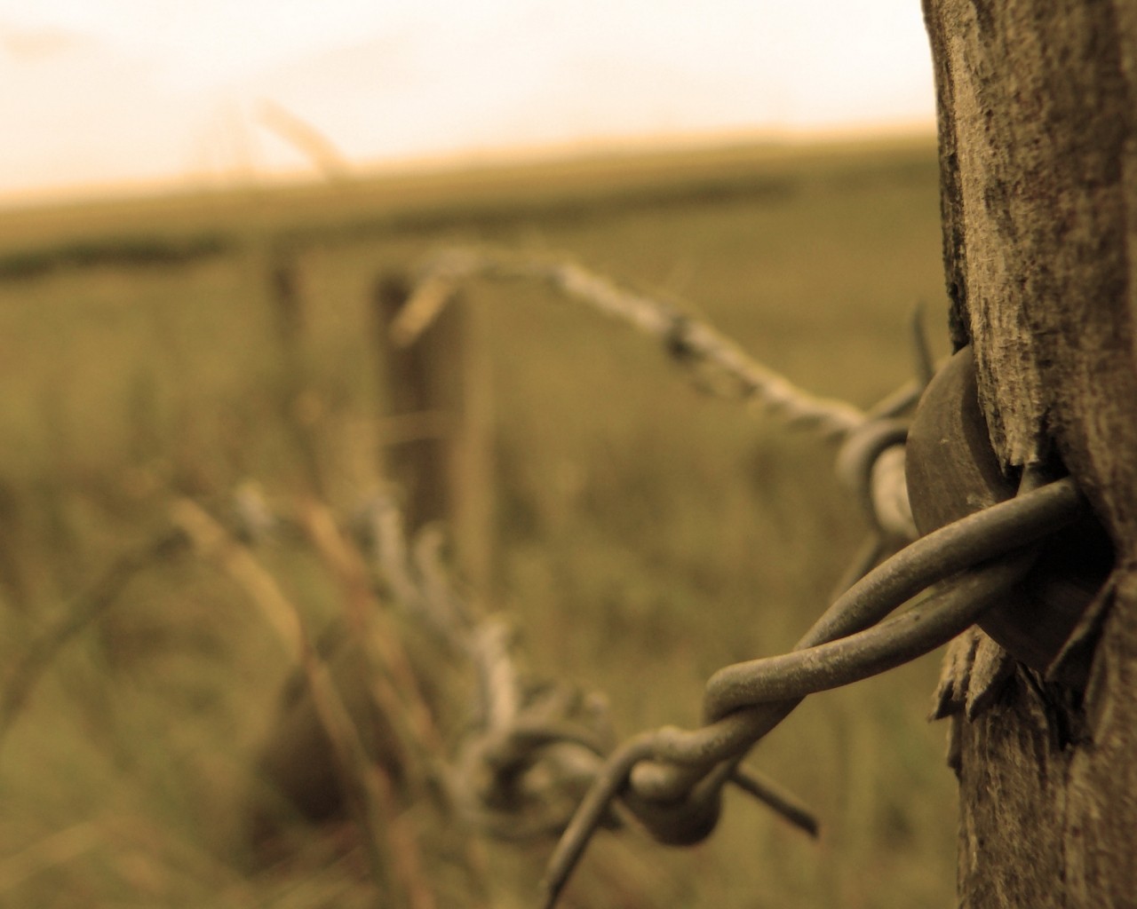 fence wire barbed