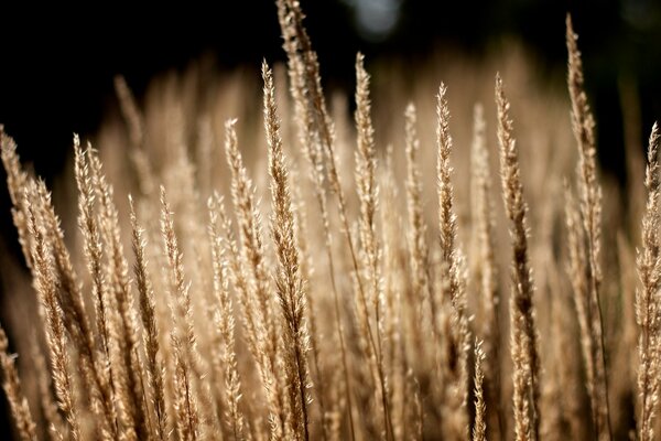 Herbe sur fond flou. Macrophotographie