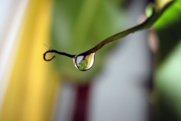 Goutte d eau sur une branche de la nature