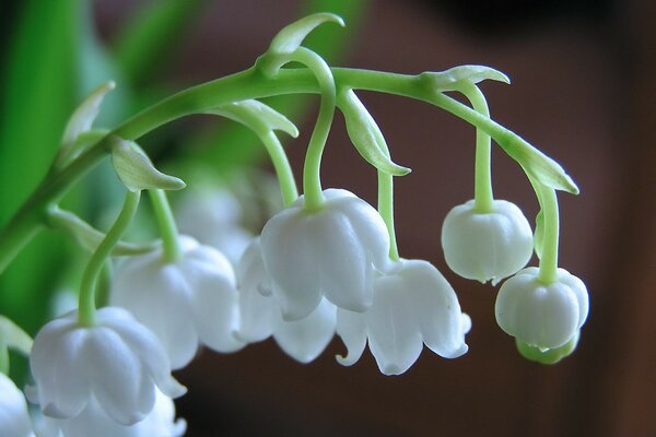 Belles fleurs de muguet blanc