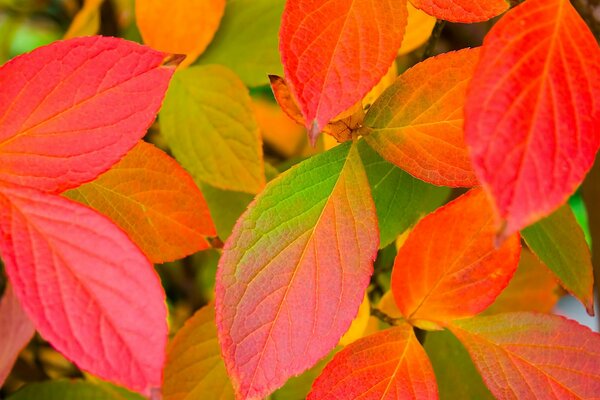 Hojas rojas y amarillas de otoño