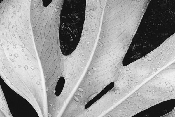 Macro disparo con gotas de agua en una hoja en blanco y negro