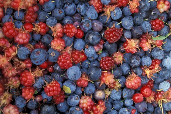 Bright and delicious assorted wild berries