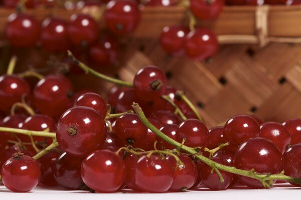 Large red currant berries