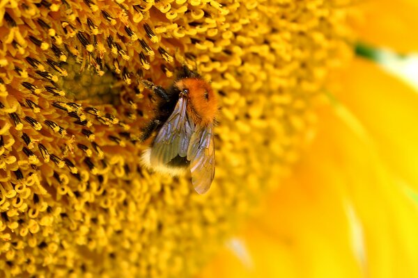 Fotografía macro de una abeja en una flor amarilla