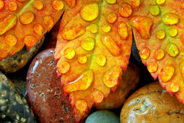 Rocío en la hoja amarilla que cayó sobre las piedras