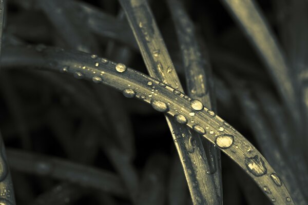 Photographie de plantes en noir et blanc