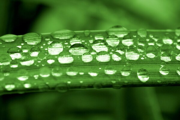 Dew drops on a green leaf