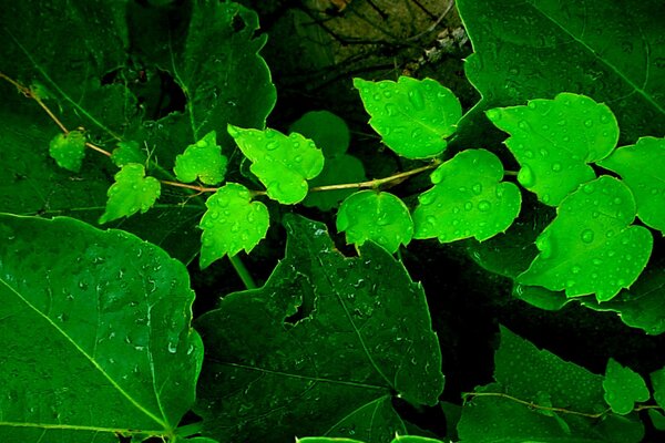 Macrofotografia di foglie verdi velenose