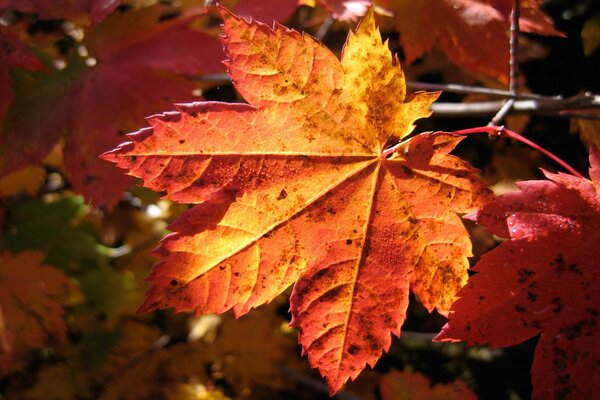 Golden autumn, orange leaf