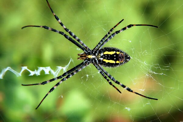 Spinne, die in ihrem Spinnennetz auf Beute wartet