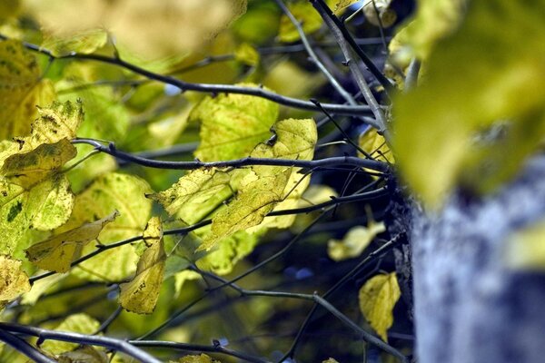 Rami e foglie verdi dell albero