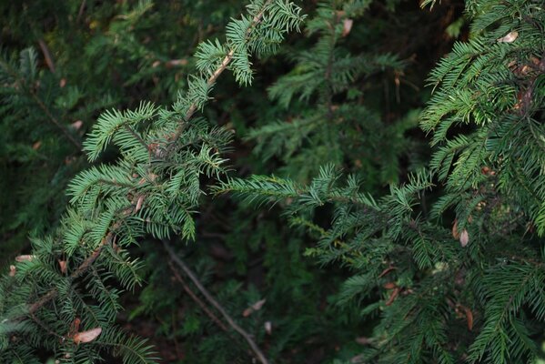 Christmas tree sticks are green in summer