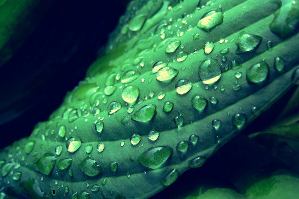 Dew drops on a green leaf