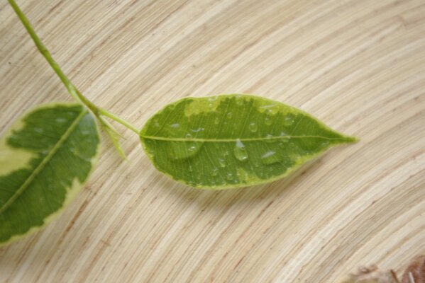 A leaf in drops of water