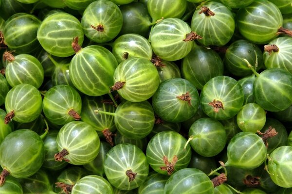 Lots of ripe green gooseberries