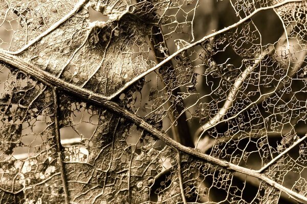 Structure de la feuille sèche sur la macro