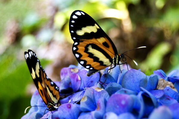 Colors of summer. Butterflies on flowers