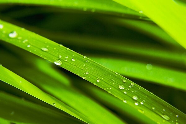 Green grass with dew drops