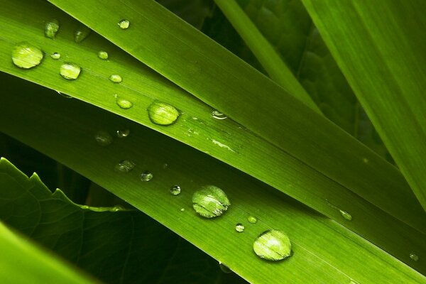 Macros de hierba verde con gotas de rocío