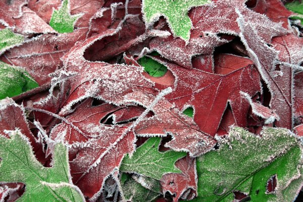 Herbstblätter mit Frost bedeckt