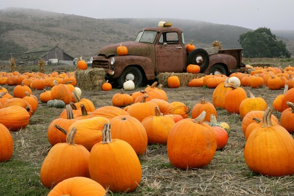 Camion parmi les grandes citrouilles