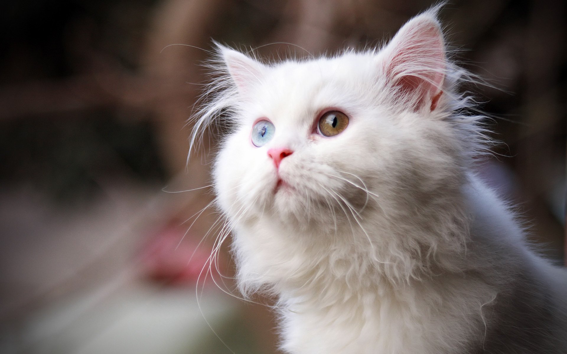 bunte augen katze weiße farbe tiere aussehen katzenaugen