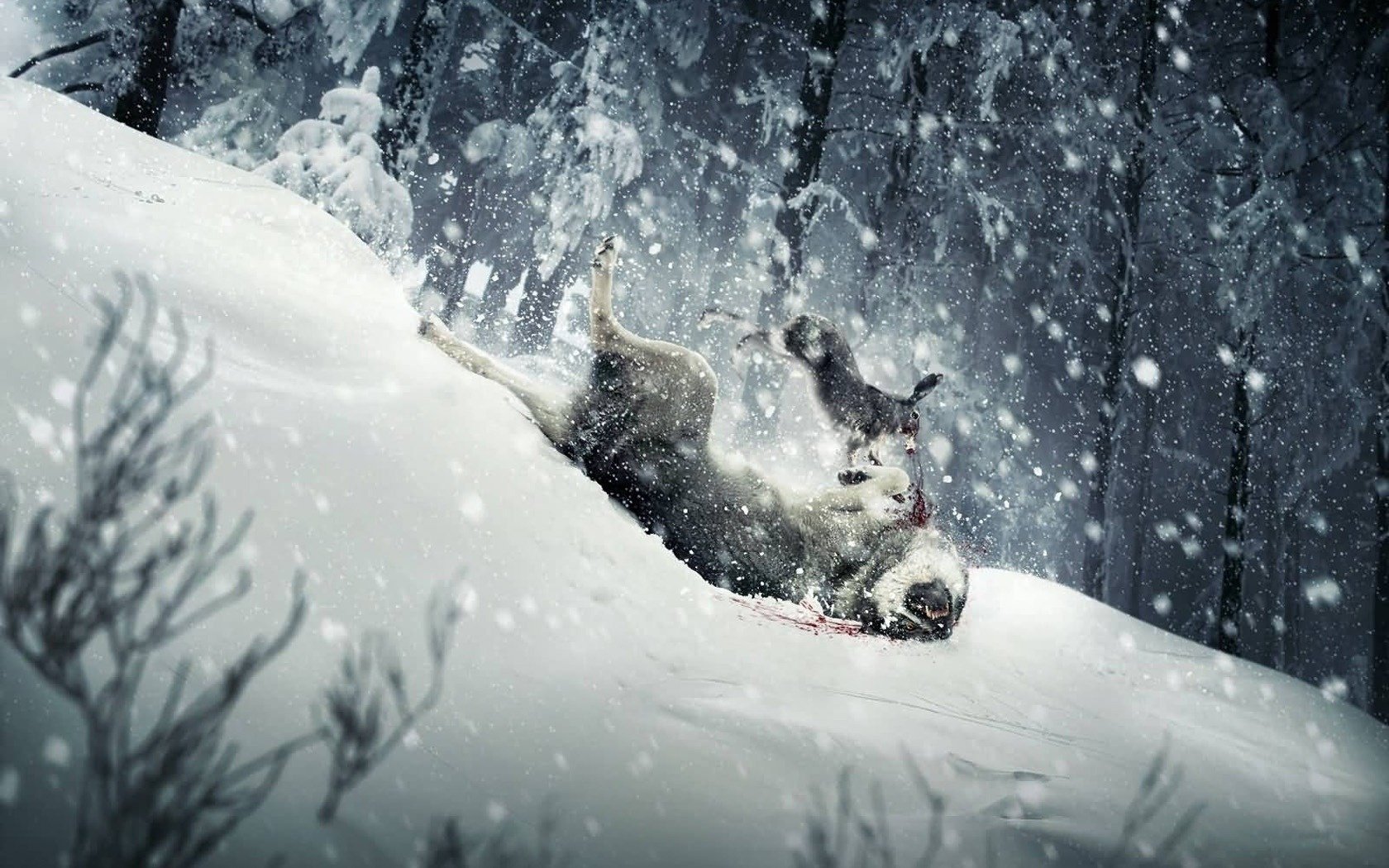 gibier hiver neige chasse faune lièvre loup chute saut noir et blanc