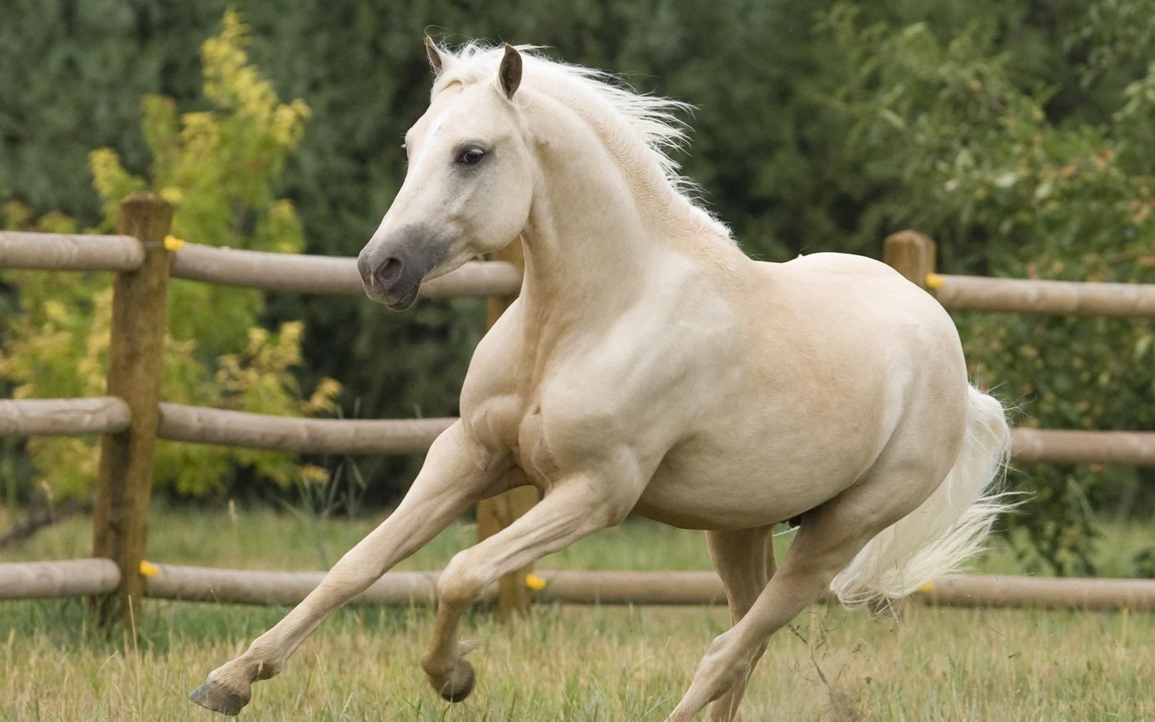 trotteur dans l enclos cheval cheval galop ongulés saule