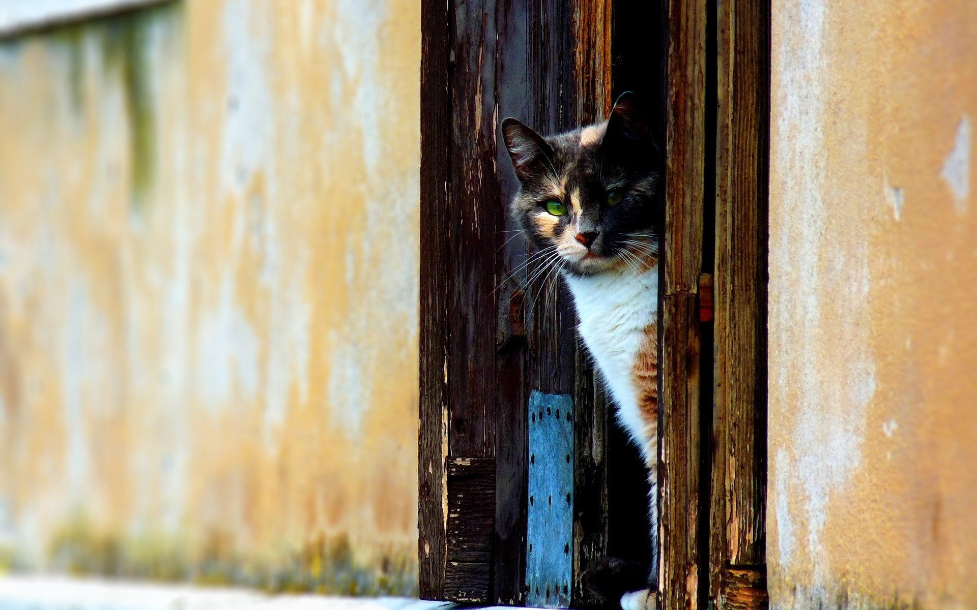 kitty eyes wooden door animals look cat