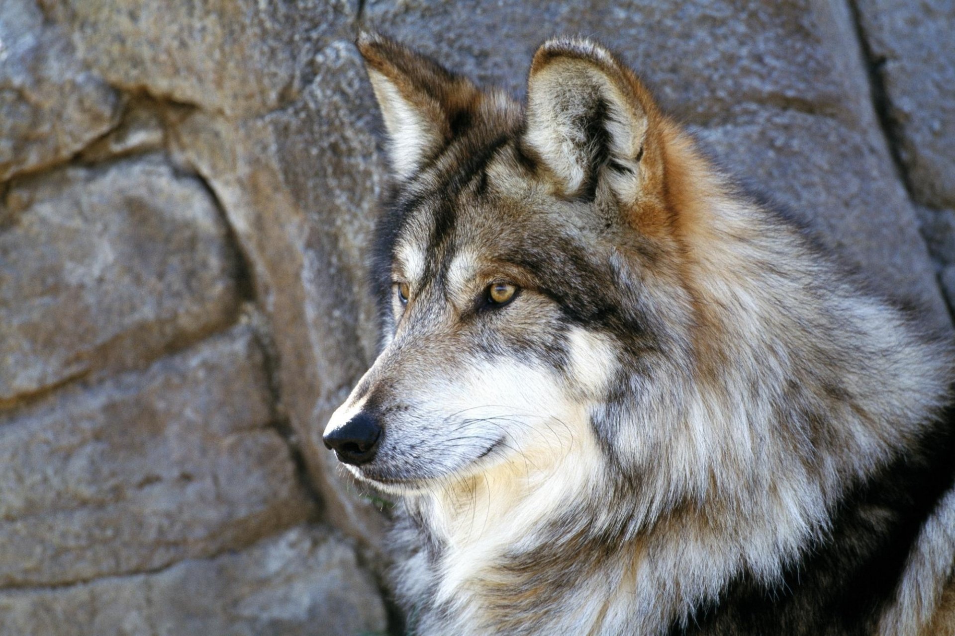 wolf grauer pelzmantel rock blick