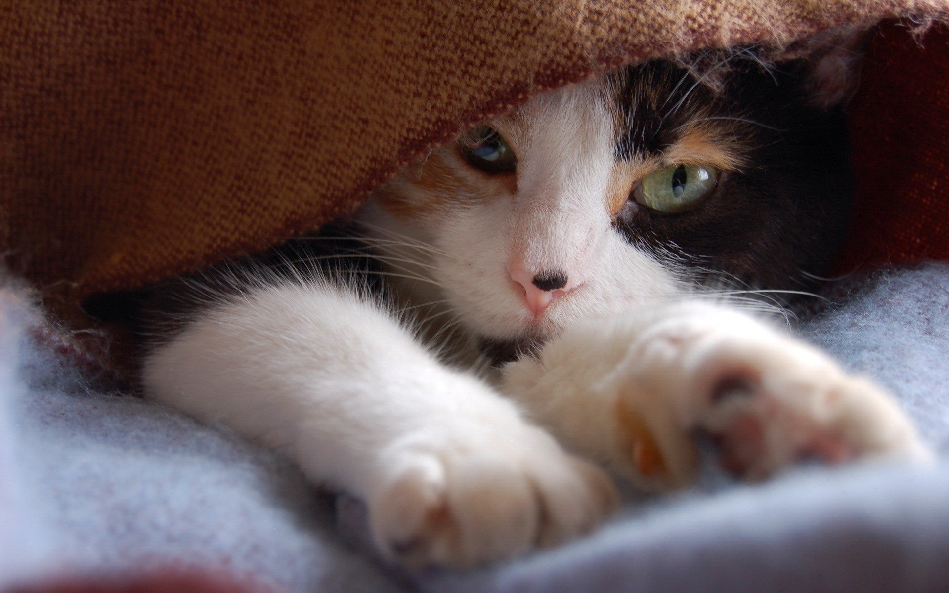 potted cat legs blanket animals look cat eye