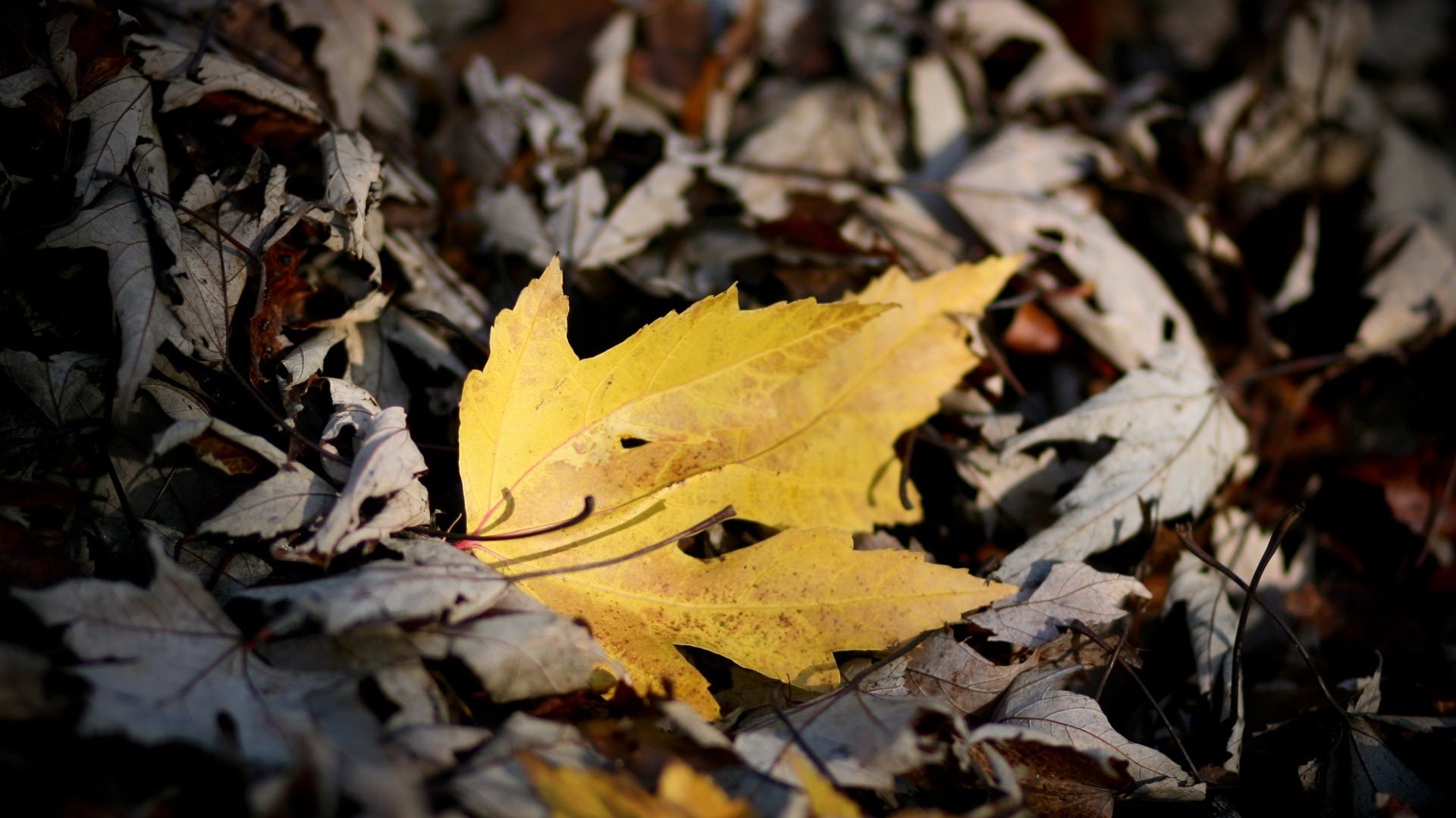 uno nel campo foglia gialla grigio foresta