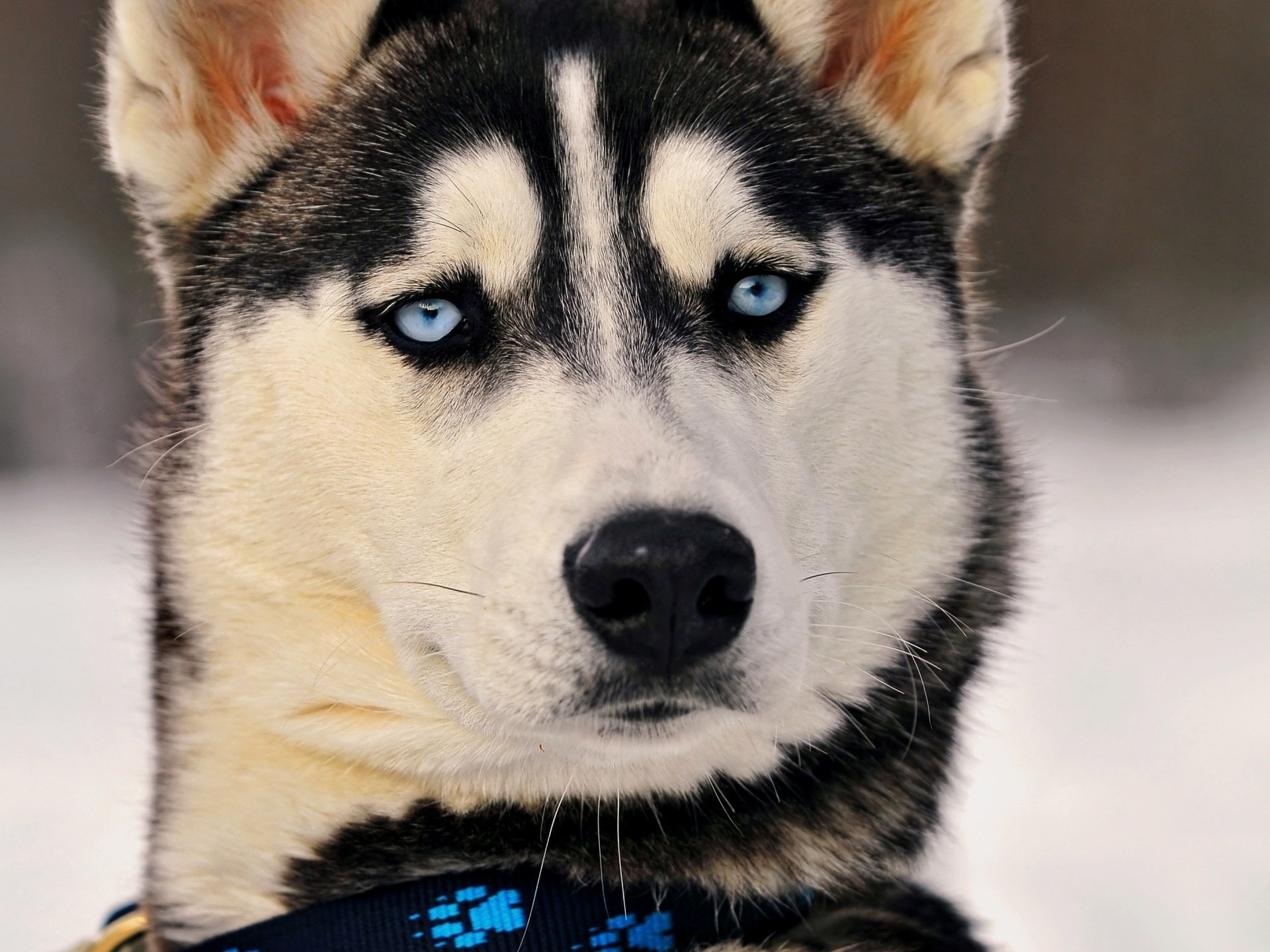 collier électronique regard surpris yeux bleu vif husky chiens regard museau yeux bleus nez