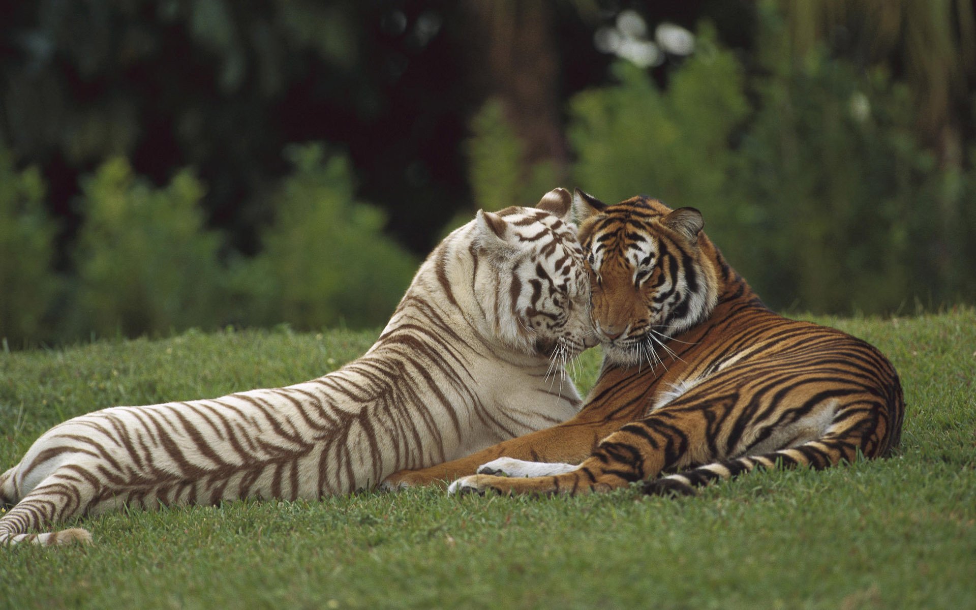 wild animals striped create paws animals predators love cat