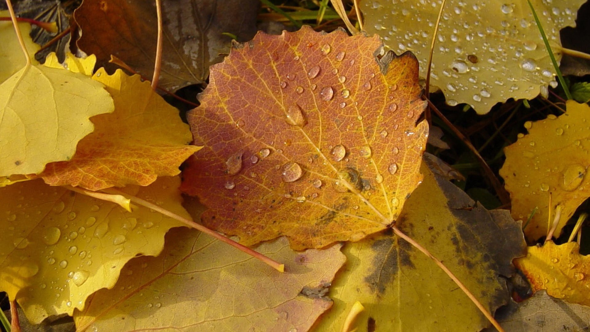 eason leaves water droplets light forest leaf fall golden time indian summer yellow leaves autumn colors leaves nature autumn water yellow