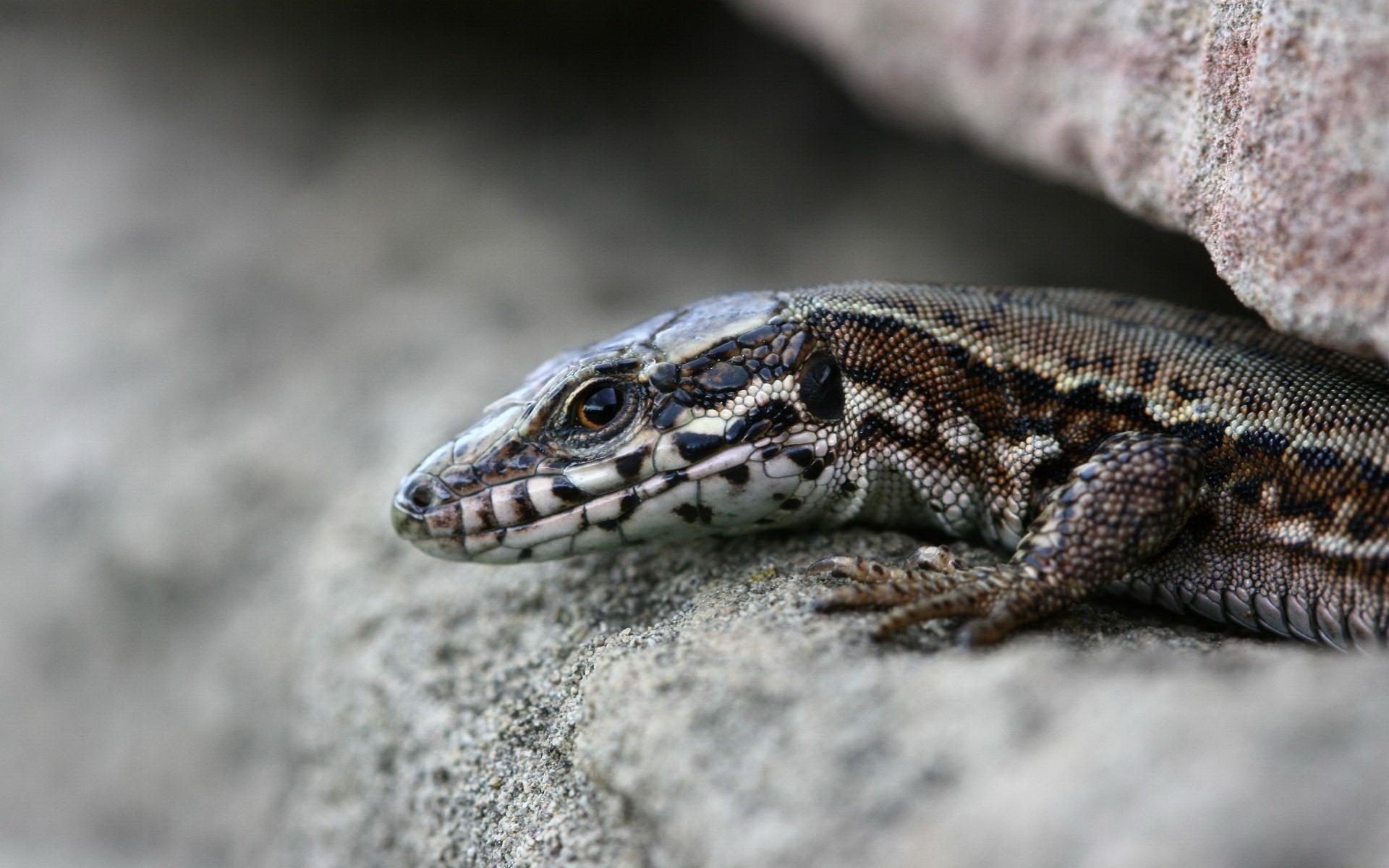 nous avons été repérés lézard pierres regard yeux