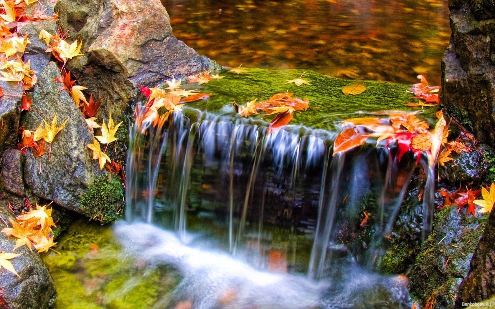 hojas coloridas arroyo de montaña agua caída de hojas tiempo dorado verano indio hojas amarillas