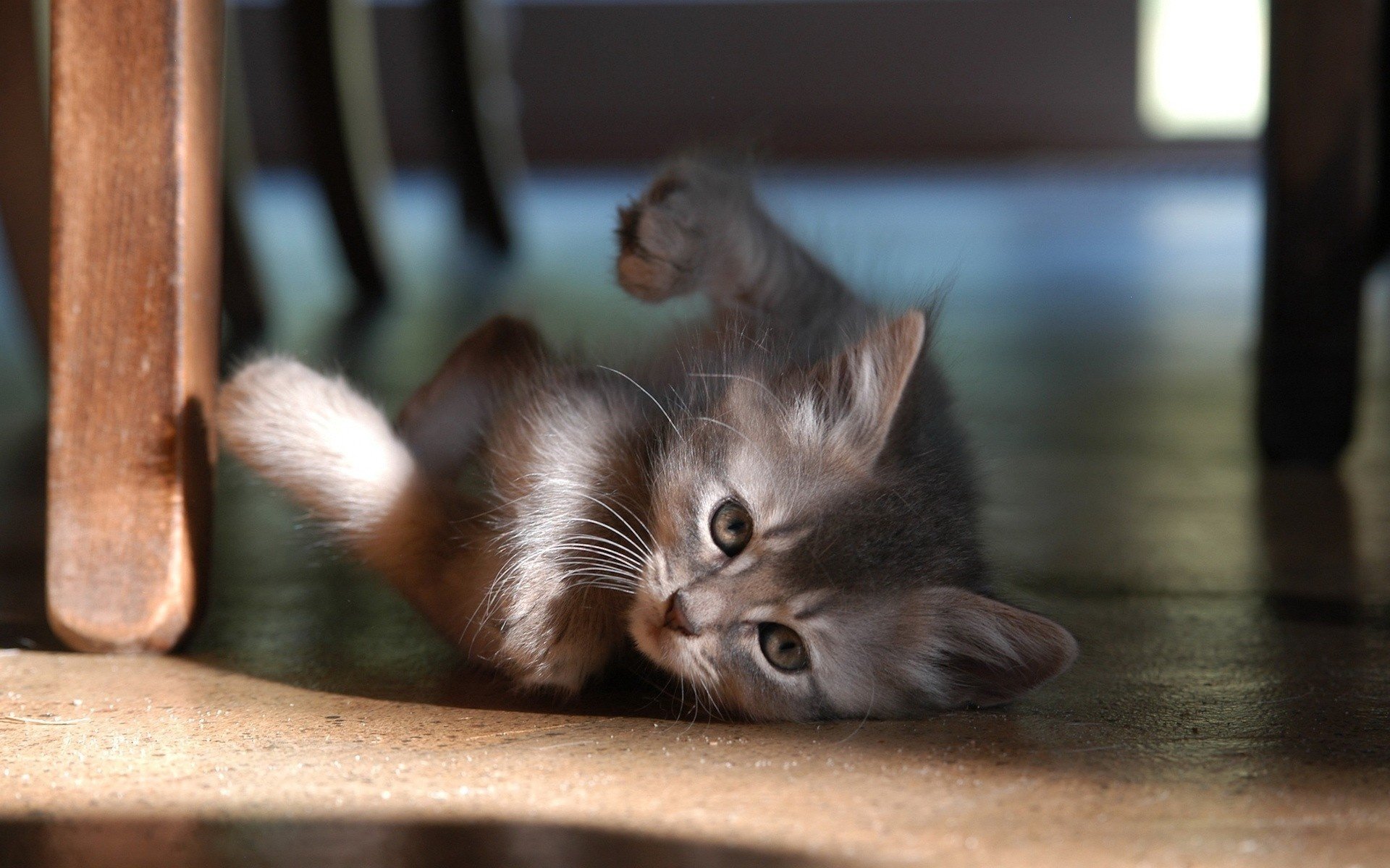 funky katze tischbeine flauschige kreation grau tiere gespielt geschlecht blick augen neugier schnurrbart kätzchen katze