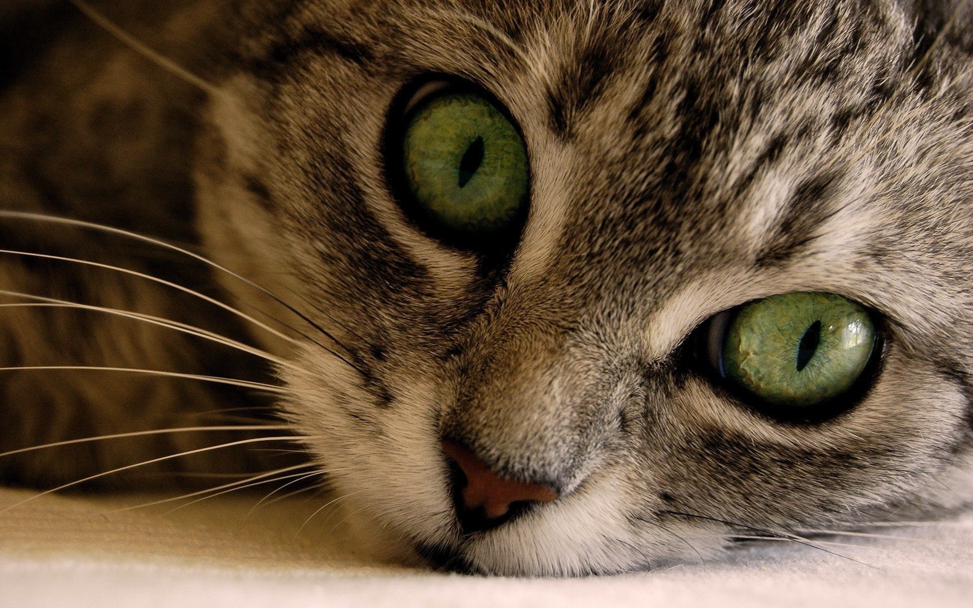 katze große augen schnauze grün tiere blick kätzchen katzenaugen augen