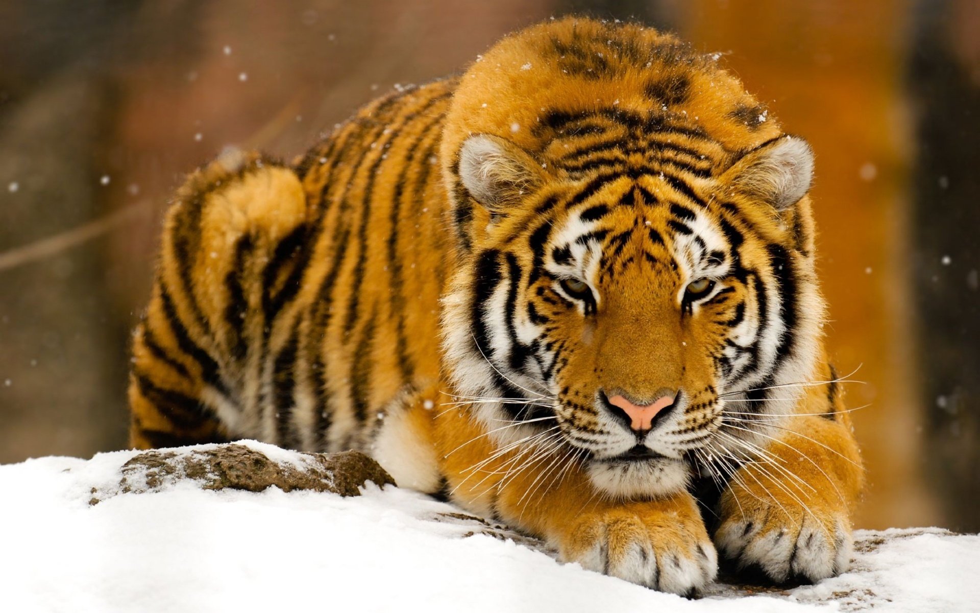 creatura a strisce tigre neve animali predatori vista felino