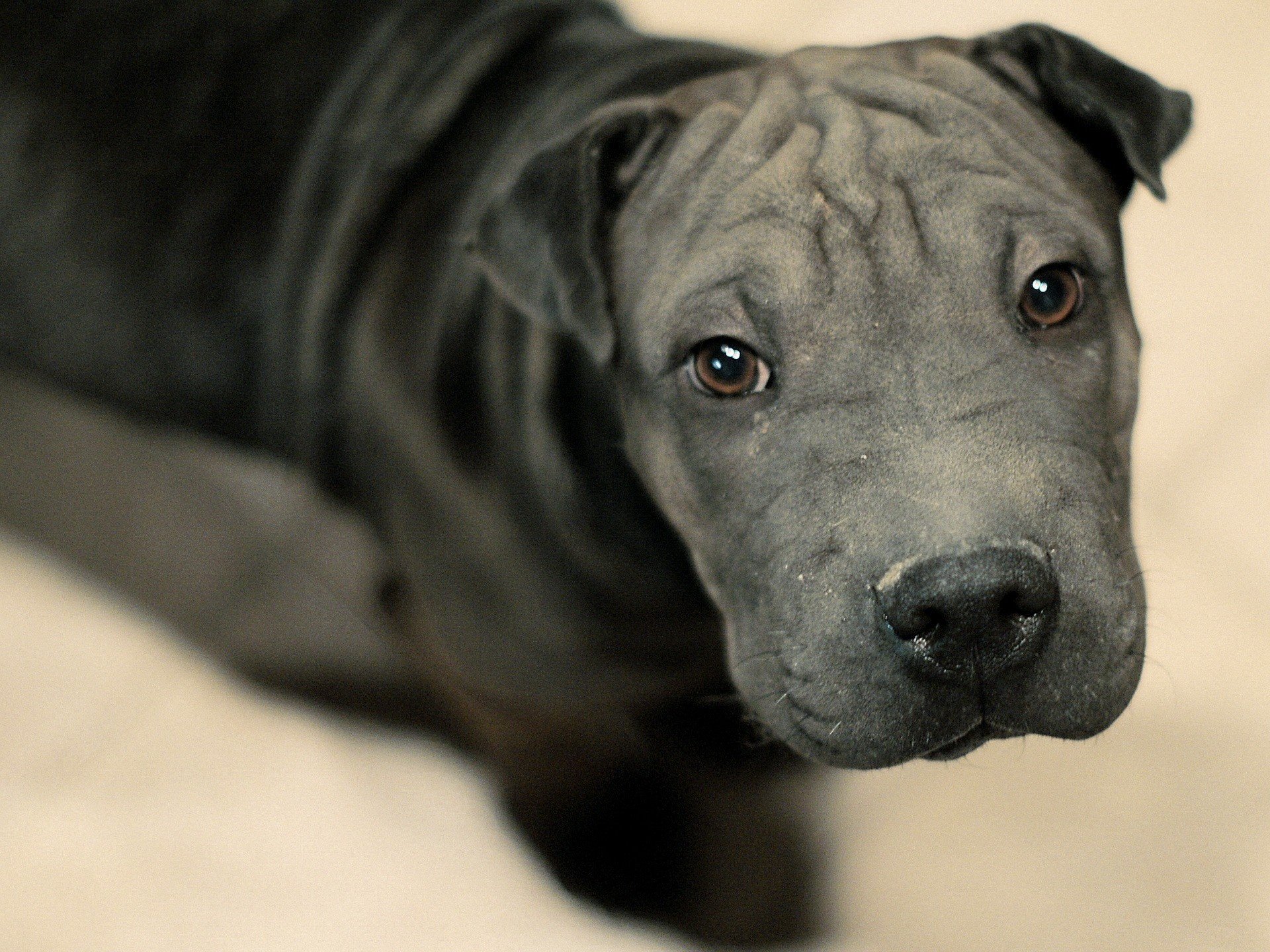 chien yeux mignons noir chiots chiens vue shar pei