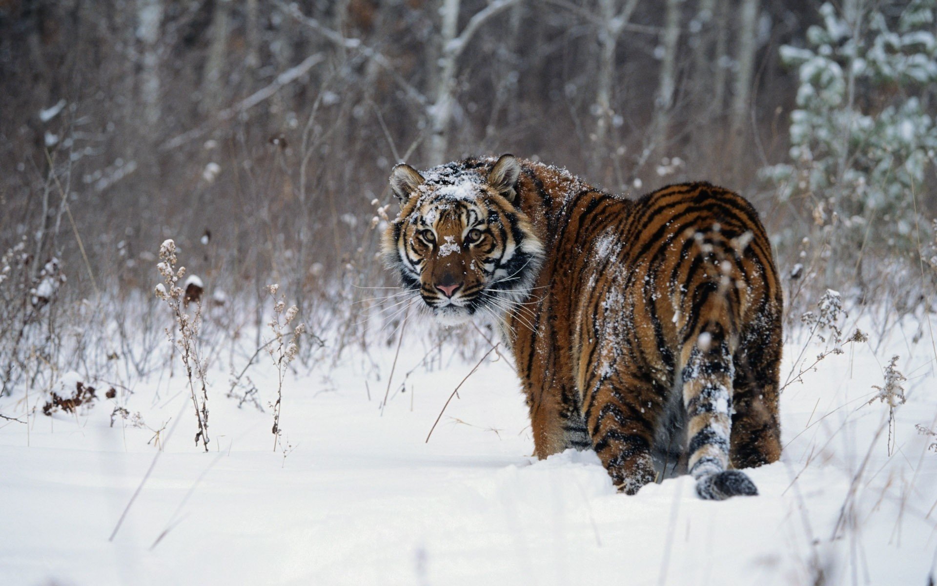 invierno nieve gato rayado tigre animales depredadores mirada gato ojos