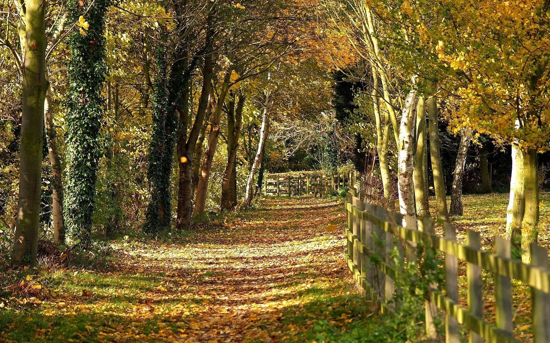 holzzaun fußweg bäume herbst landschaft natur aussicht wald laubfall goldene zeit sommer gelbe blätter