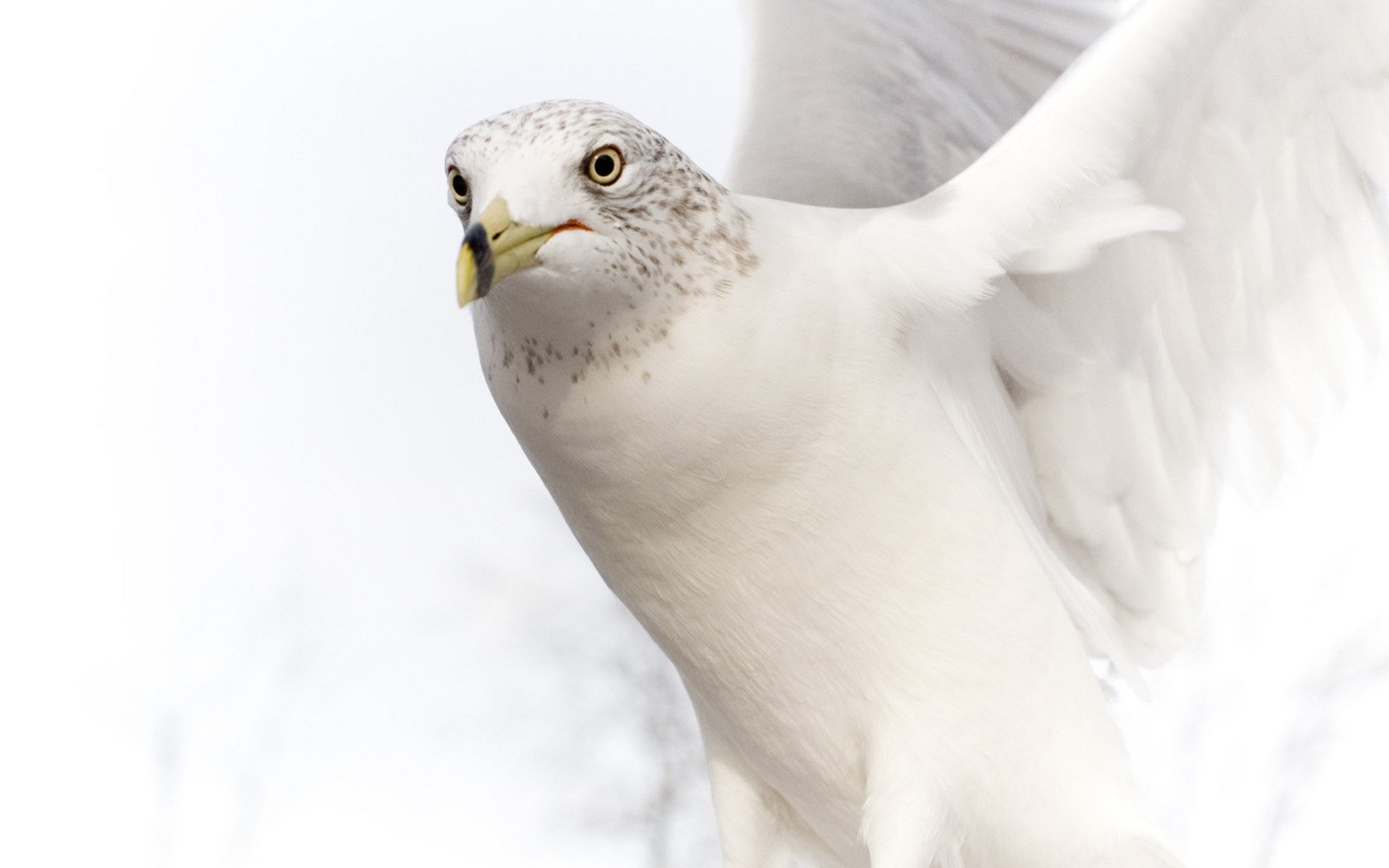 weiße taube grauer kopf flügelschlag schnabel vögel blick augen gefiedert