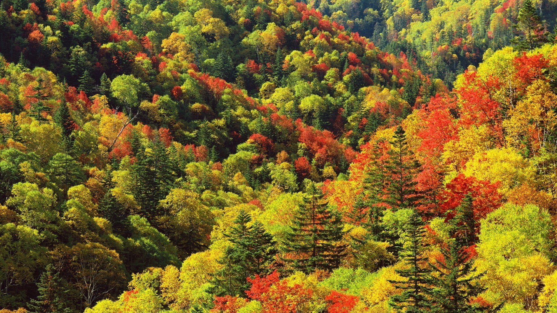 wald rote streifen gelbes laub berge laubfall goldene zeit sommer gelbe blätter herbstfarben