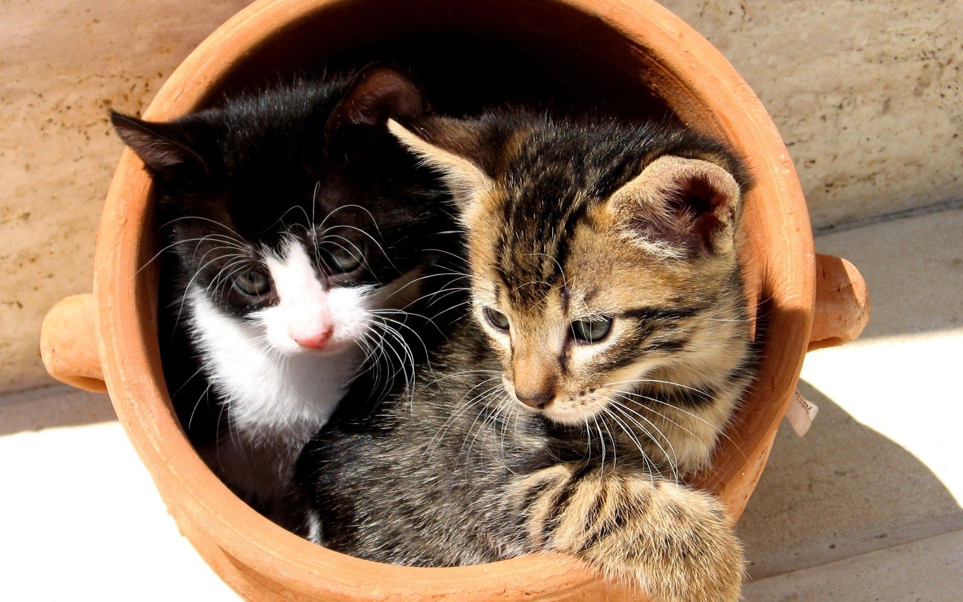 vaso di terracotta gattini cuties animali sguardo felini duo