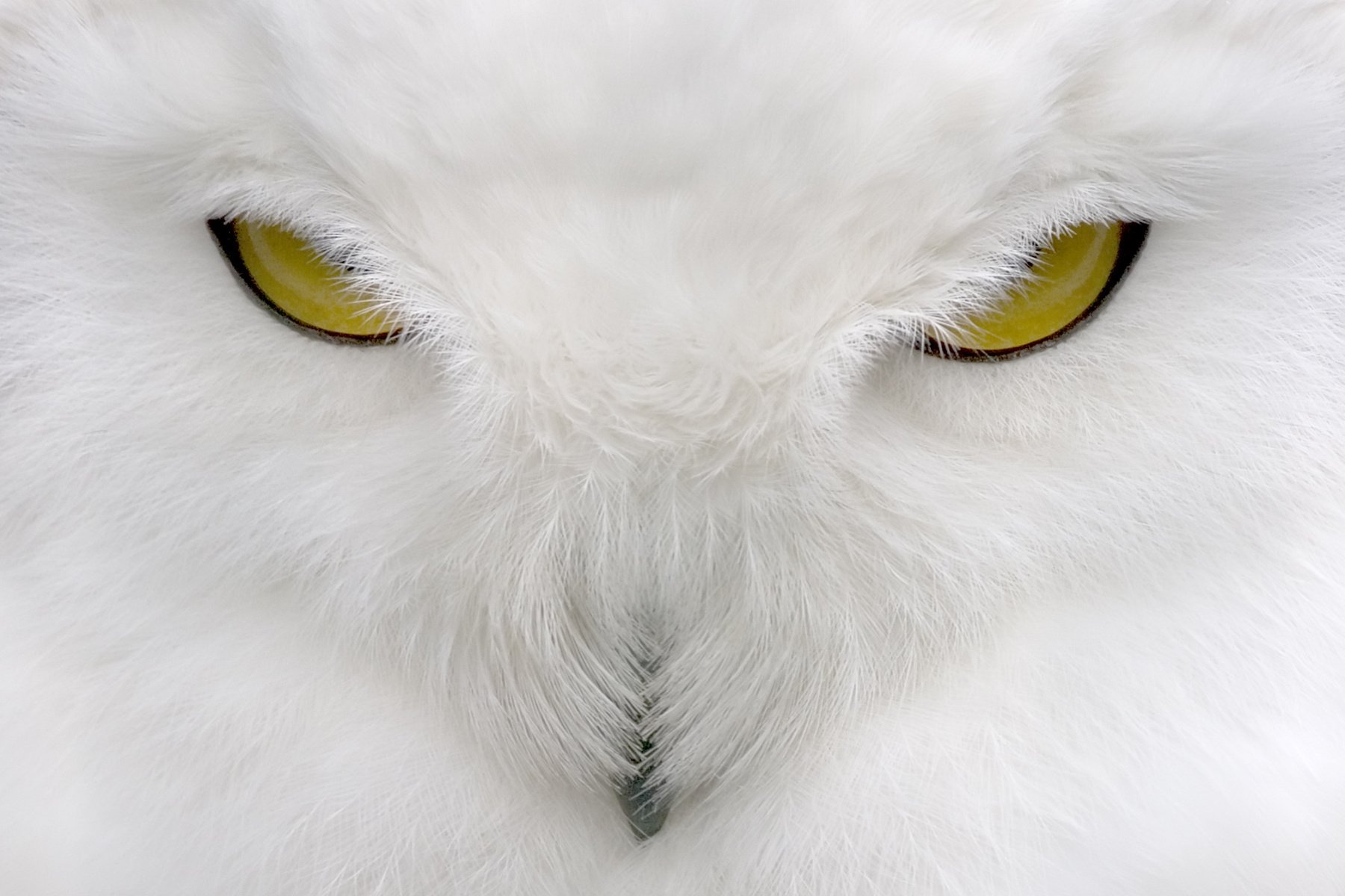 eule flauschige federn gelbe augen blick augen weiß gefiedert